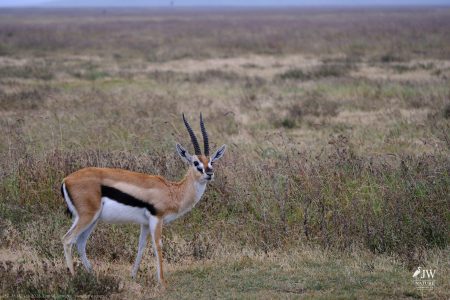 Thompson's Gazelle