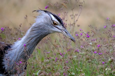 White-bellied Bustard