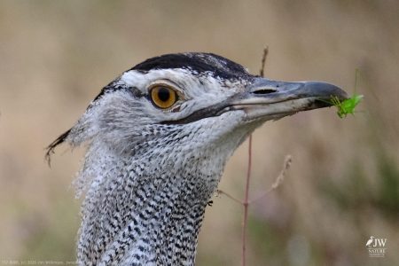 White-bellied Bustard