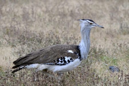 White-bellied Bustard