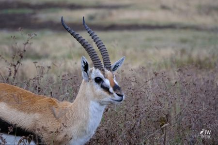 Thompson's Gazelle