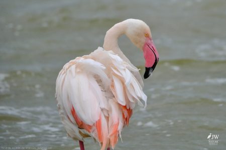 Greater Flamingo