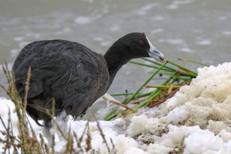 Coot