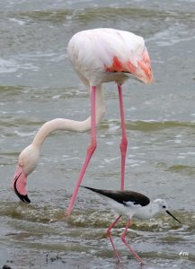 Greater Flamingo, Blacksmith Lapwing