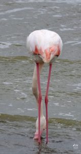 Greater Flamingo