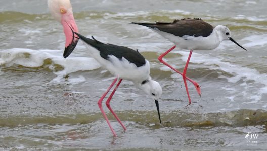 Greater Flamingo, Blacksmith Lapwing