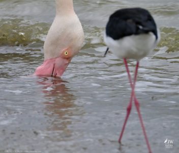 Greater Flamingo, Blacksmith Lapwing