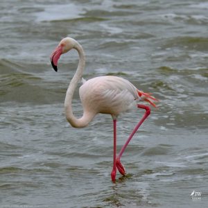 Greater Flamingo
