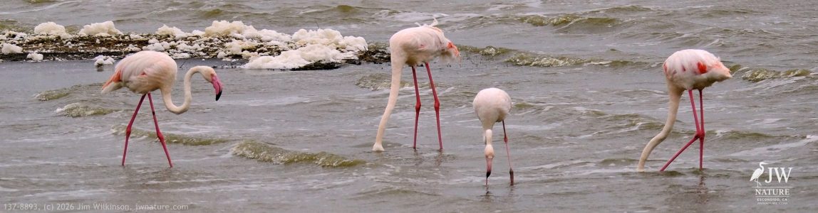 Greater Flamingo