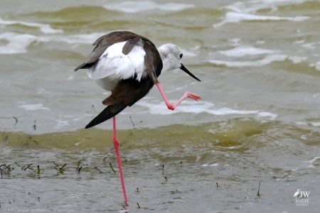 Blacksmith Lapwing