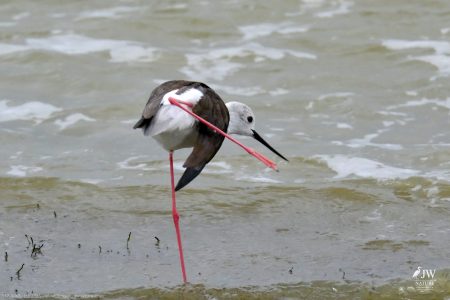 Blacksmith Lapwing