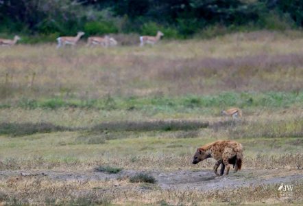 Hyena, Thompson's Gazelle