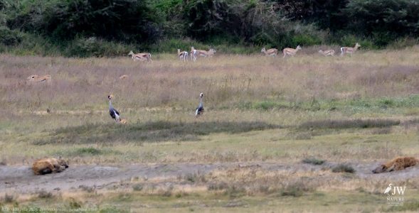 Hyena, Thompson's Gazelle, Gray Crowned-Crane