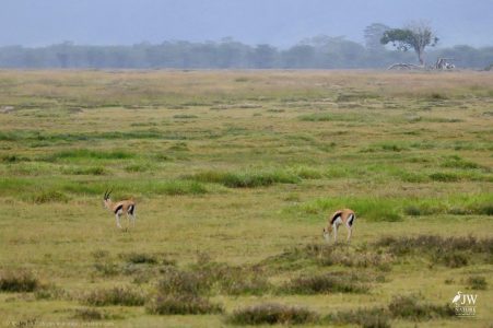 Thompson's Gazelle