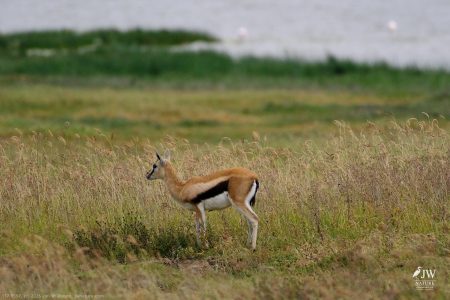 Thompson's Gazelle