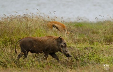 Thompson's Gazelle, Warthog