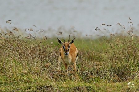 Thompson's Gazelle