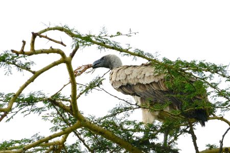 Lappet-faced Vulture
