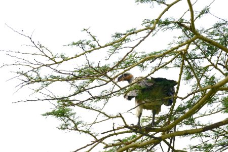 Lappet-faced Vulture