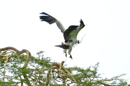 Lappet-faced Vulture