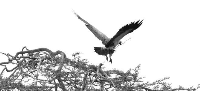 Lappet-faced Vulture