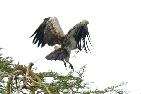 Lappet-faced Vulture