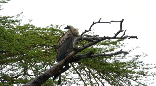 Lappet-faced Vulture