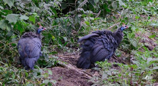 Guinea fowl