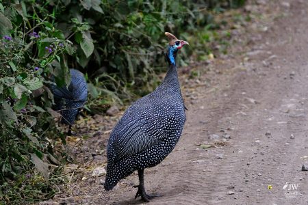 Guinea fowl