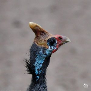 Guinea fowl