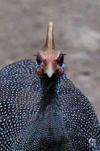 Guinea fowl