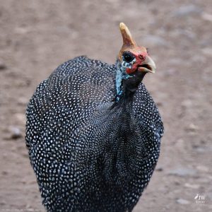 Guinea fowl
