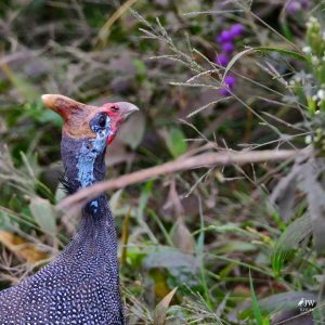 Guinea fowl