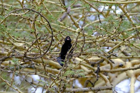 Yellow Bishop