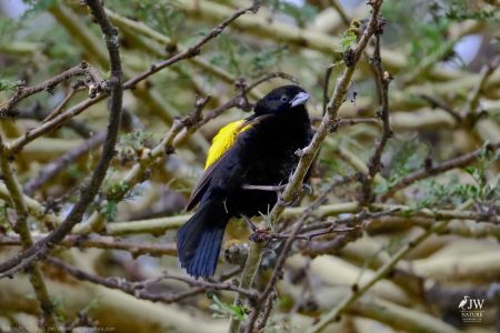 Yellow Bishop