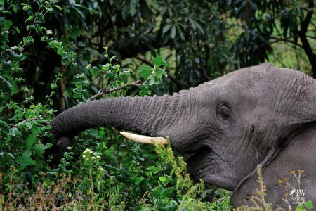 African Elephant