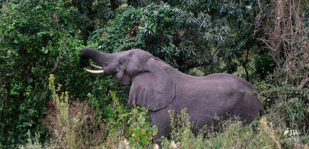 African Elephant