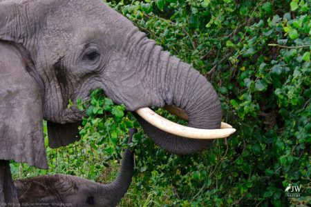 African Elephant