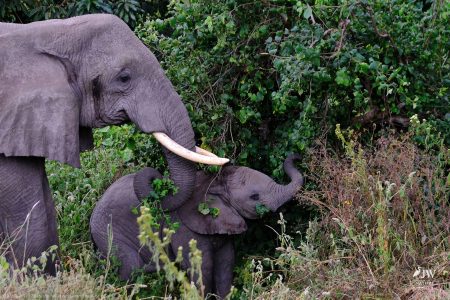 African Elephant