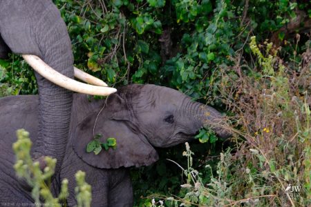 African Elephant