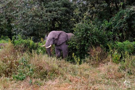 African Elephant