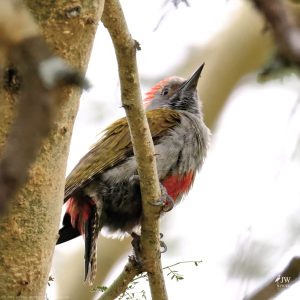 Olive Woodpecker