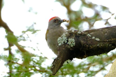 Olive Woodpecker