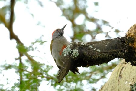 Olive Woodpecker