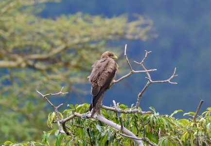 Tawny Eagle
