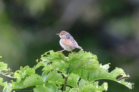 Tiny Cisticola