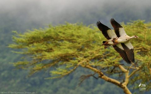 Egyptian Goose