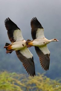 Egyptian Goose