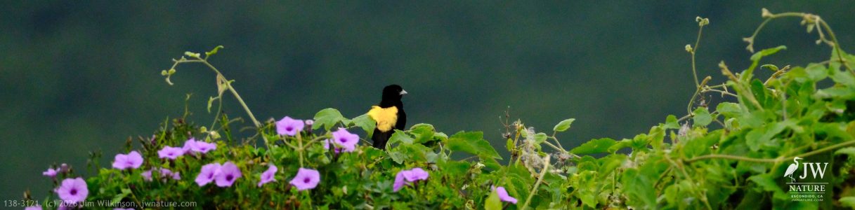 Yellow Bishop