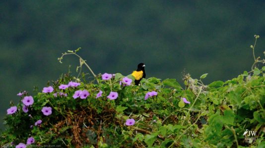Yellow Bishop